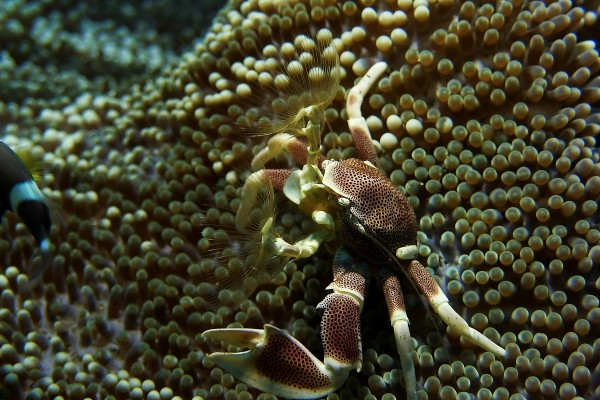 Crab for dinner by Michael Brown
